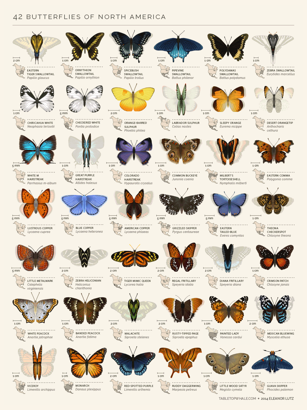 Анимированная инфографика про бабочек