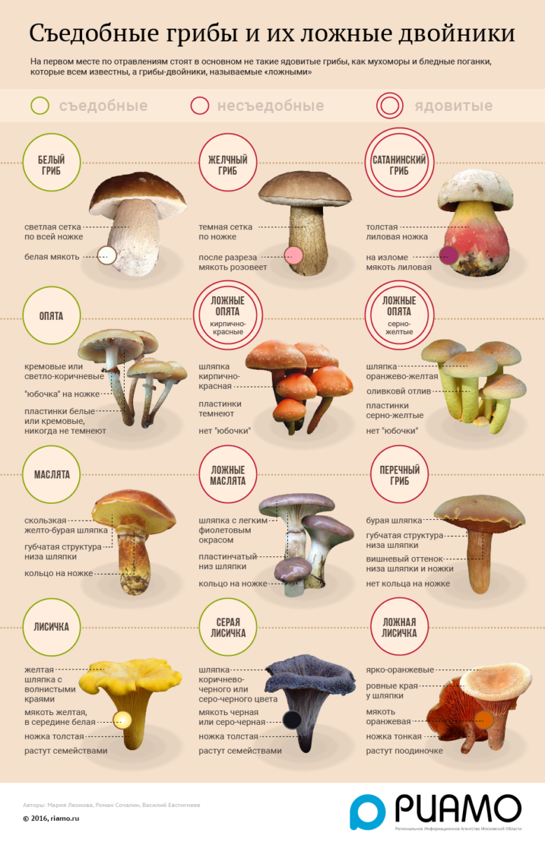Инфографика о видах грибов