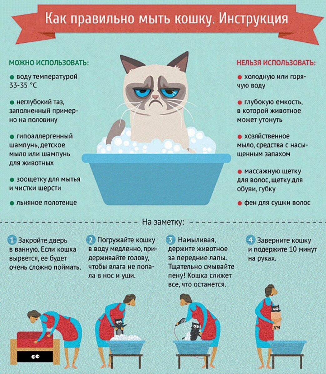 Неинфографика с котом