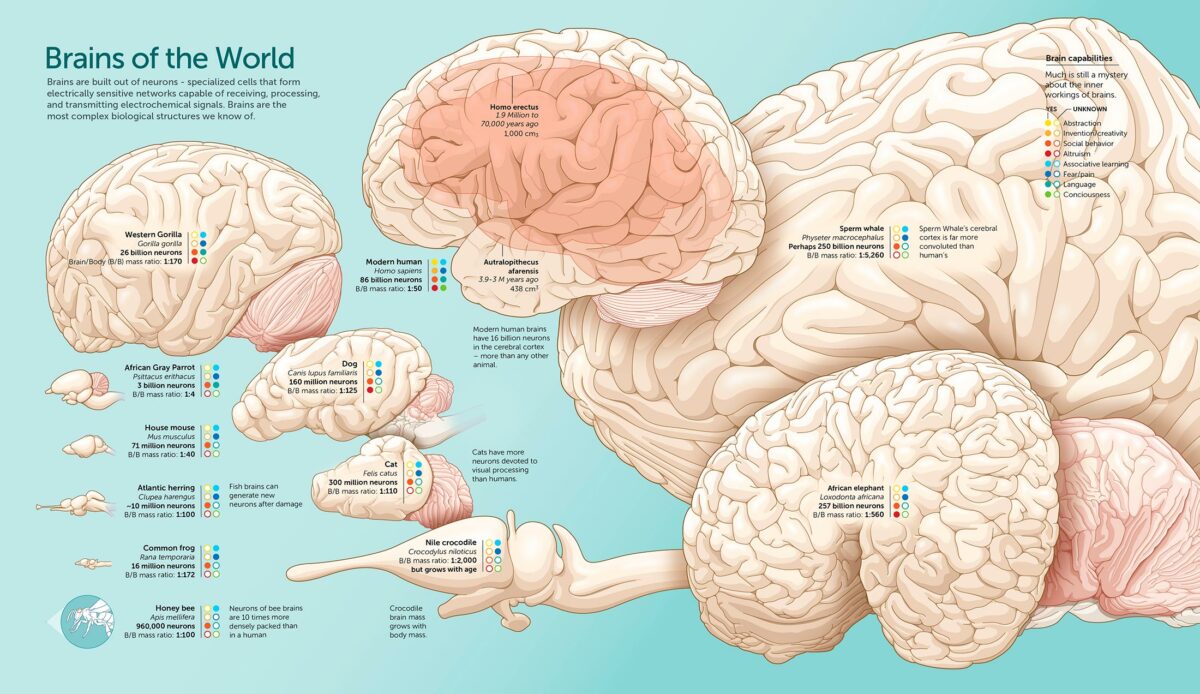 Инфографика про мозг человека и животных