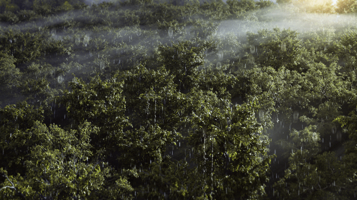 Дождливый лес, где рождается Радуга