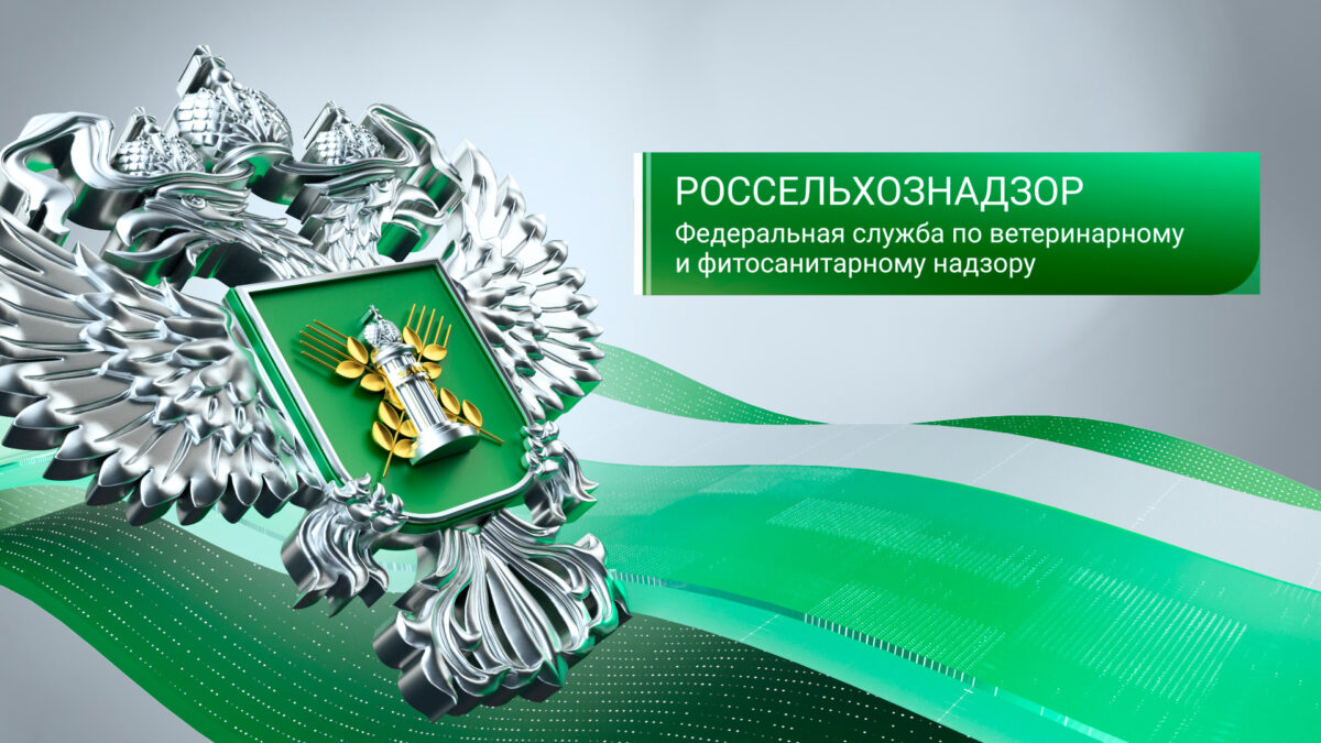 Портфолио - Видеозаяц